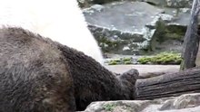 ZOO BERLIN #7 (Knut & Gianna)
