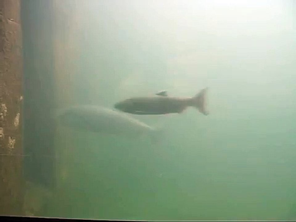Rocky Reach Dam Fish Ladder