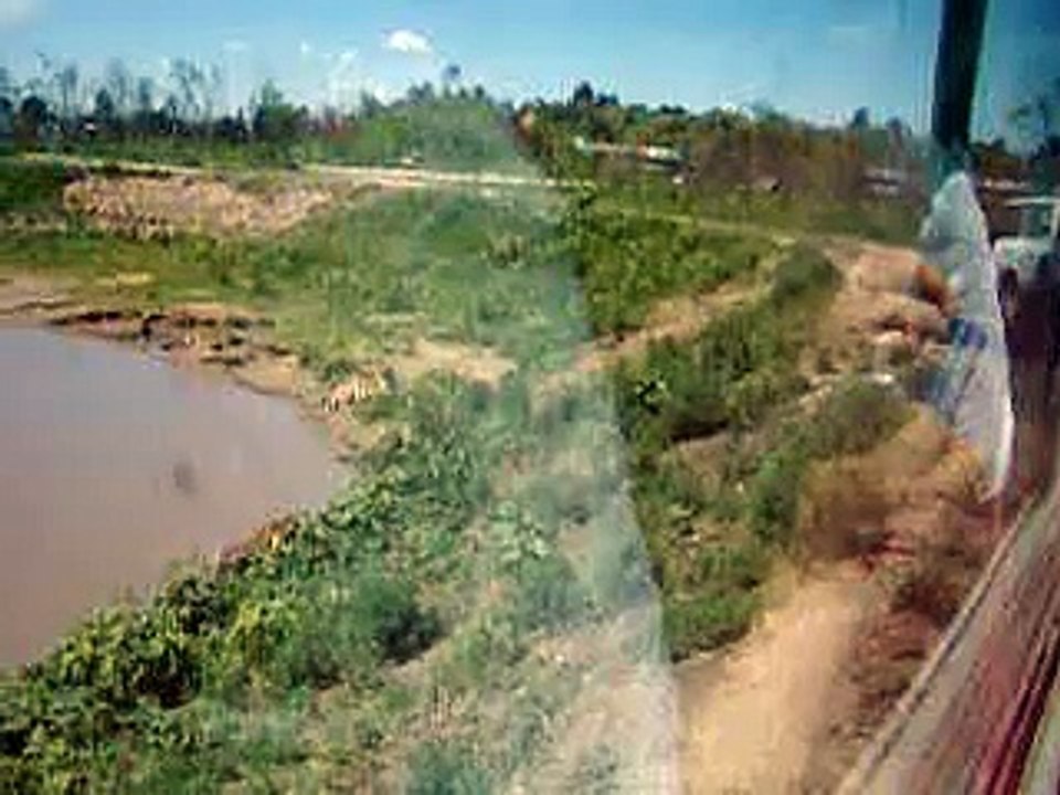 Duck dinner for 3 tigers