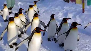 旭山動物園のペンギンのおさんぽ