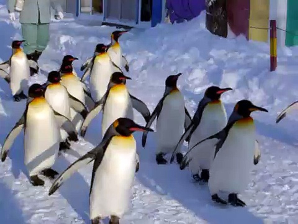 旭山動物園のペンギンのおさんぽ
