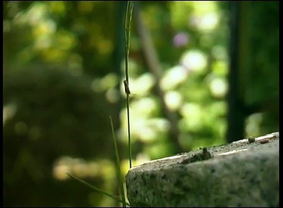 canon xl1 Test footage "Close-ups of insects"