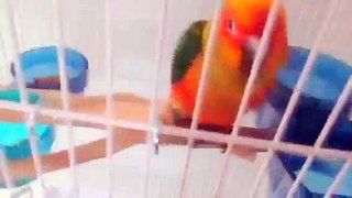 Vlog #1 My New Bird