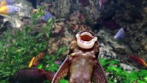 Crazy singing fishes in fish tank is really weird!