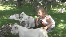 Fofura na Rússia: crianças brincam com filhotes de leões e tigres!