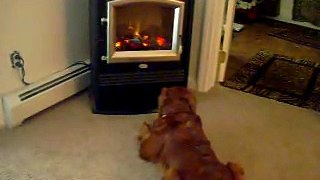 my dog opening up my fireplace looking for her ball