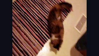 crazy cute kitten chasing a toy spring around the kitchen