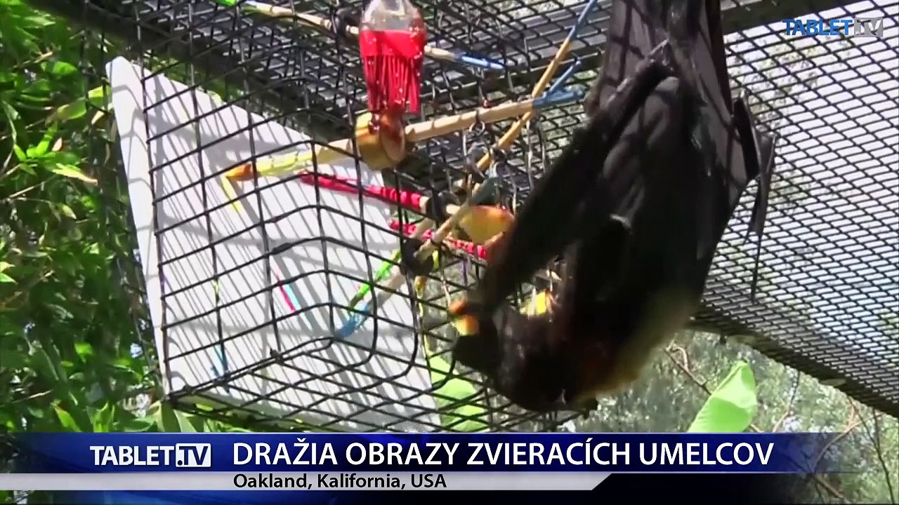 V kalifornskej ZOO dražia obrazy zvieracích umelcov