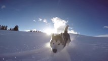 Wolf dog runs alongside his human in powder snow down the mountain