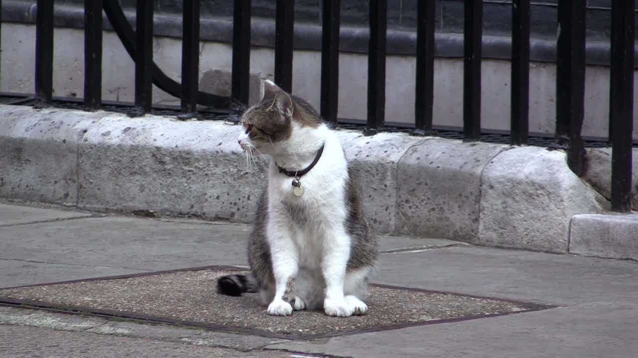 Dieser Kater ist politisch und wird von Polizisten getreten