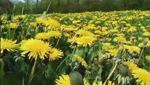 La vida privada de las plantas - Viajando (2de5)