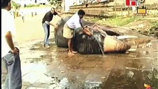 Tame elephant bathing tap water using a hose at Kandy Daladha Temple in Sri Lanka