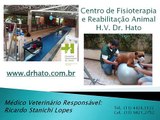 FISIOTERAPIA VETERINÁRIA - www.fisiocarepet.com.br -- - Pituca - Hérnia de Disco Grau III