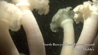 Bowyer N Reef UW Anemones