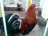 GALLOS  DE PELEA 2012