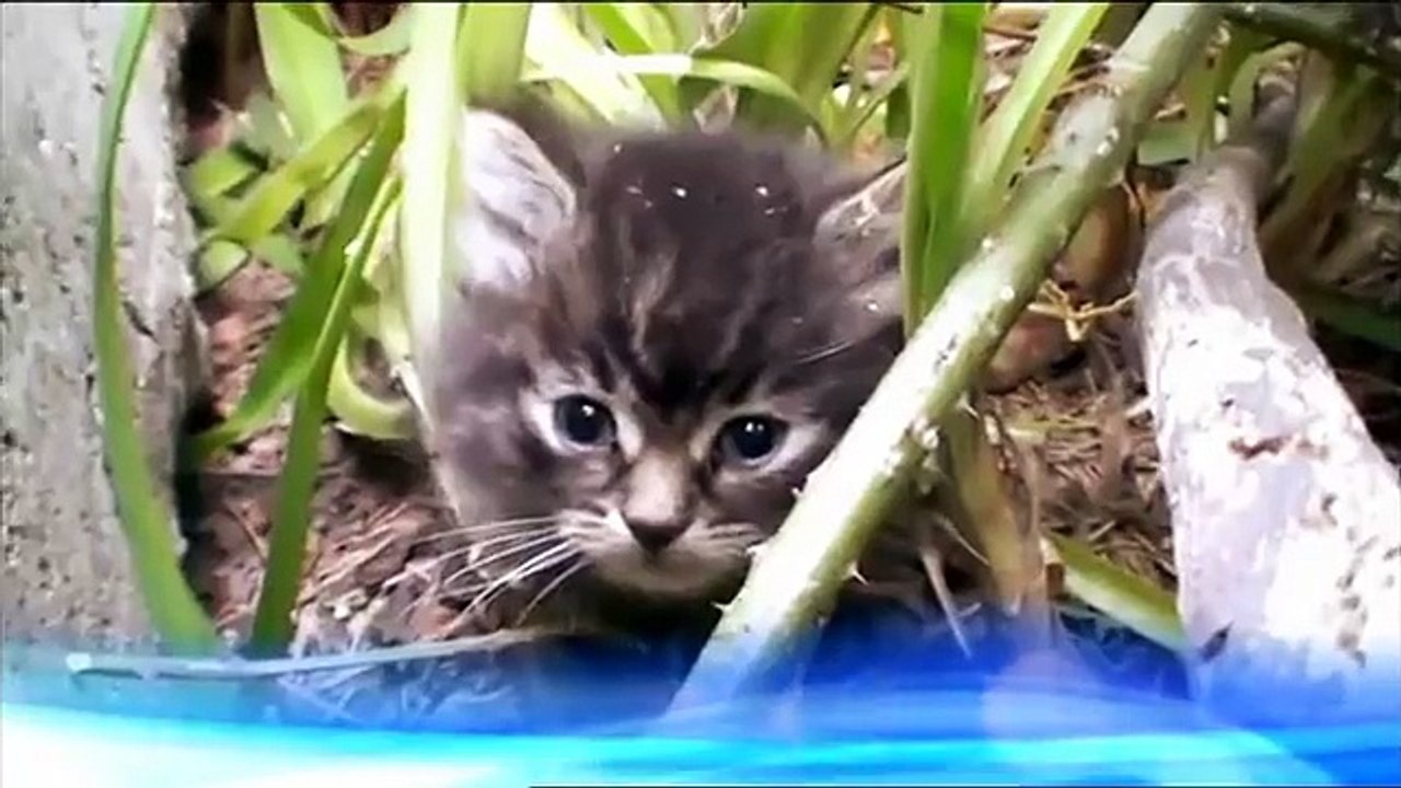 Animal Rescue RSPCA 9.8.2010 part1