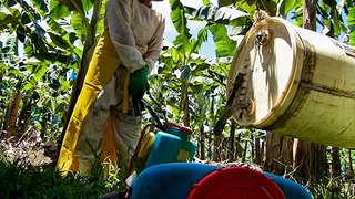 Bananas and Pesticides