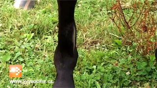 Koňská záchranka v Kochánově se stará o nemocné a týrané koně