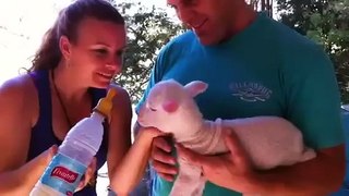 Jasmine a cute 12 hour old rescued lamb receives her first bottle feed