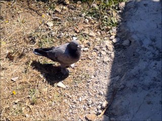 Seferli Güvercin 2015, Dumanlıakkuyruk Yavru İlkseferleri, Seferli Kuş, tumbler pigeon, bird, animal, Turkish pigeons.