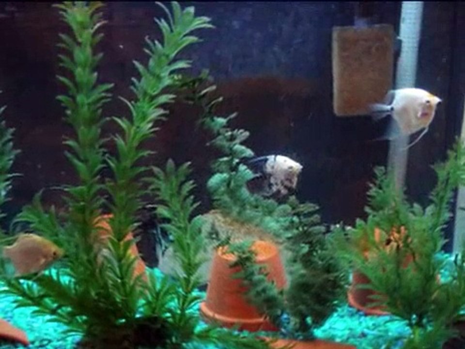 FishRoom Video Dec 2007