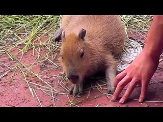 飼育員さんに撫でられ放題の仔カピバラ〜埼玉県こども動物自然公園〜