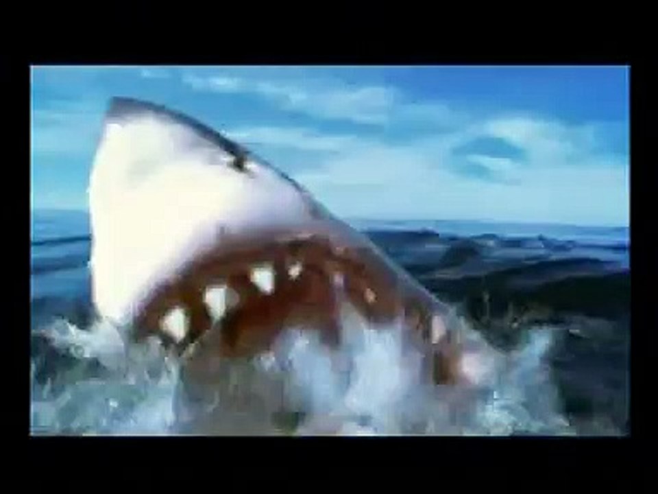 El viaje de un tiburón blanco (1 de 5)