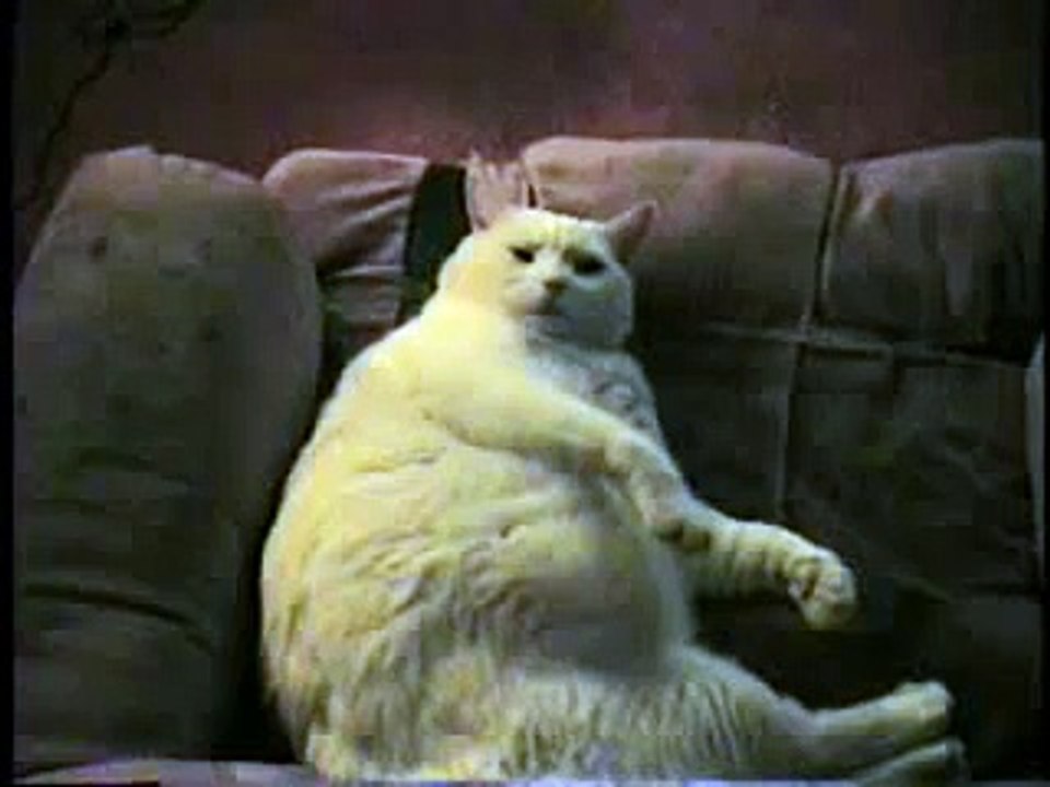 Flakey the fat Cat