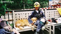 Último perro de atentado de las Torres Gemelas celebró 16 años