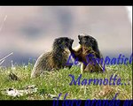 Cuccioli, Marmotte, animali, Valle, Val Susa, Montagna