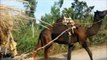 Pakistani bus truck animals camel cow tractor punjab bandial khushab