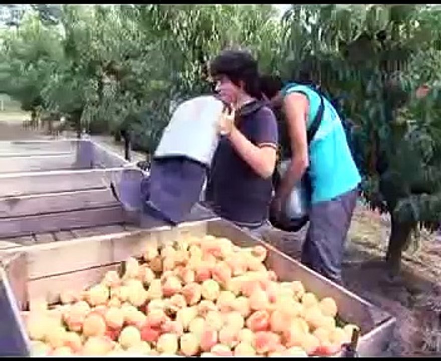 Poda de Árboles Frutales
