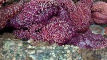 Incredible creatures in Southern California tide pools