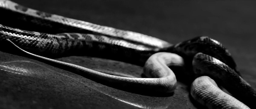 Freddie Gibbs - Pronto (Official Video)