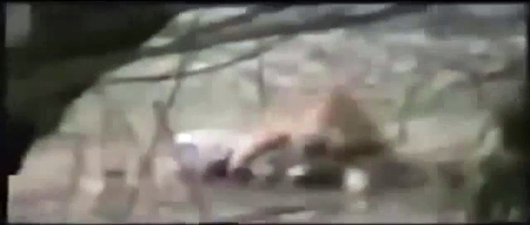 Tiger attacking crocodile !!!! [Documentary Animal and Nature]