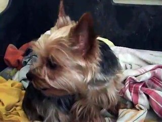 Porod Elišky (yorkšírský teriér)