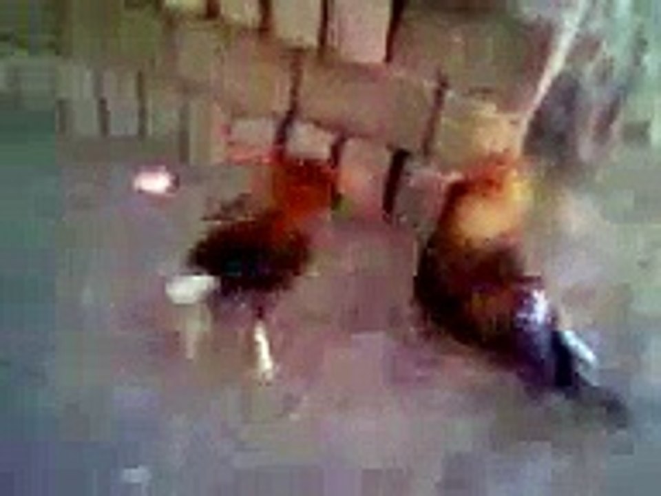 gallo de pelea cae al abismo