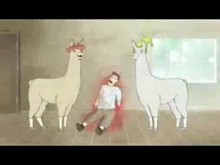 Lamas mit Hüten Rückwärts