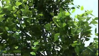 Physically Guided Animation of Trees