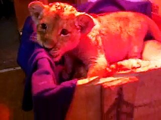 Cute Newborn Lion Cubs Testing their Teeth