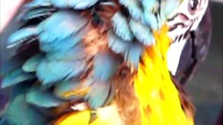 Macaw Molting