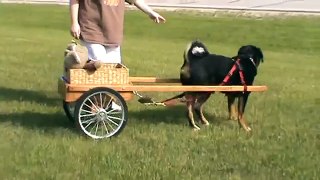 Appenzeller Sennehund  dog carting