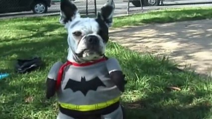 Dog Heroes Saving the Day!