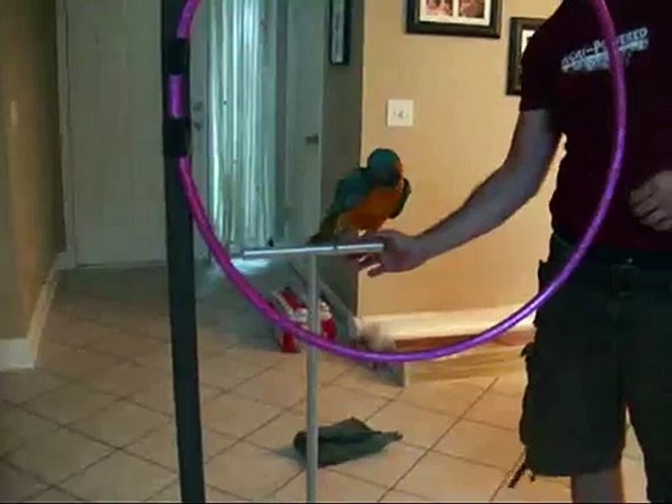 Beginning Stages of Hula Training