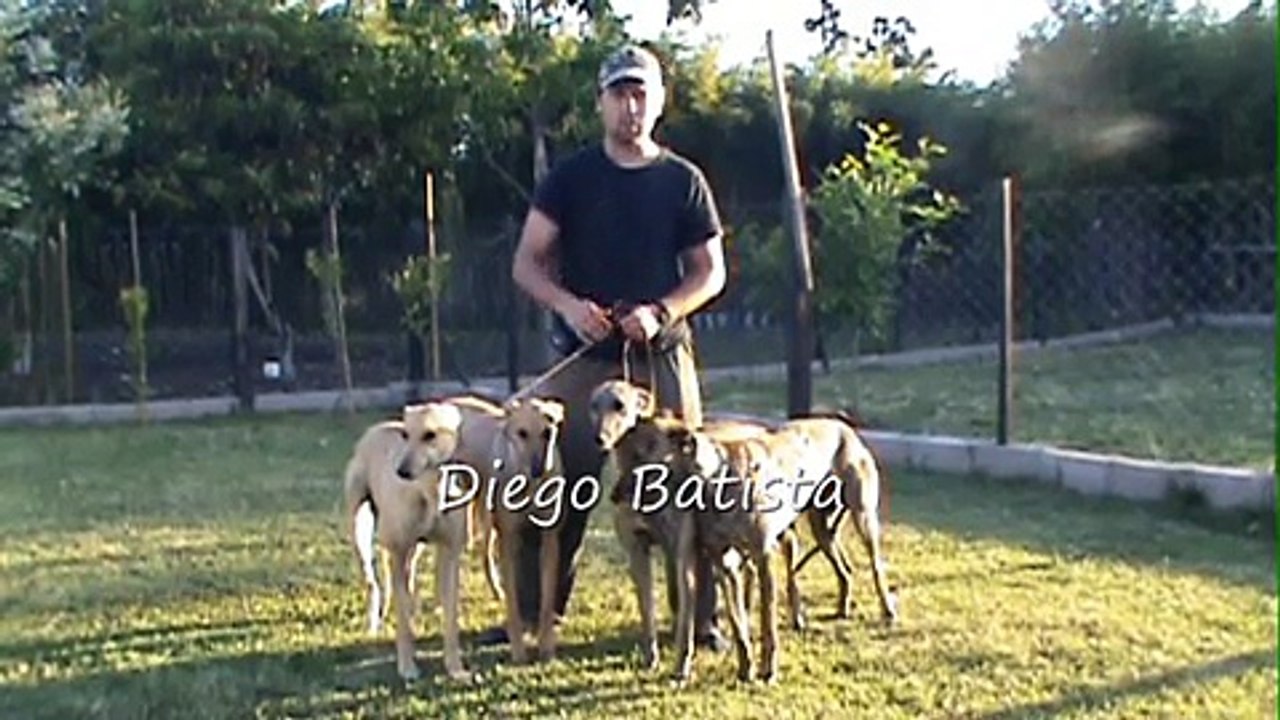 Galgos y Liebres 2010 Parte 6