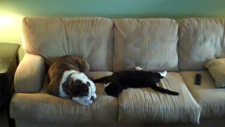 English Bulldog and Cat