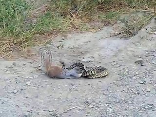 [ Wild Animal Planet ] Cobra vs Squirrel Full Documentary