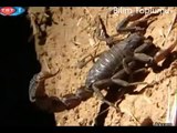 Akreplerin yaşamı (BELGESEL) izle