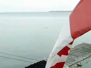 Great black-backed seagull attacks and kills a duck