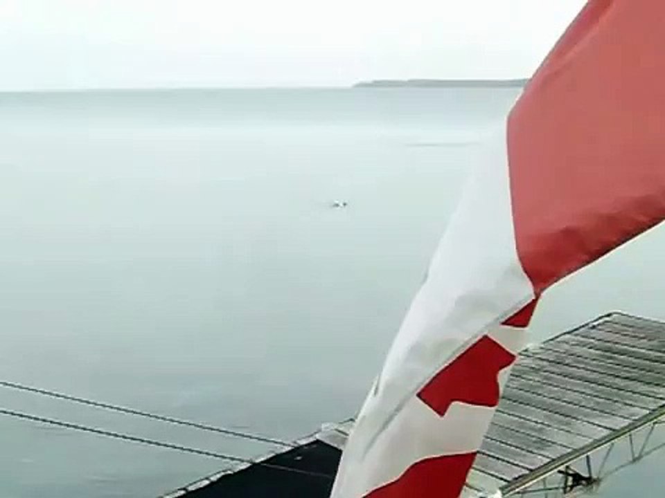 Great black-backed seagull attacks and kills a duck